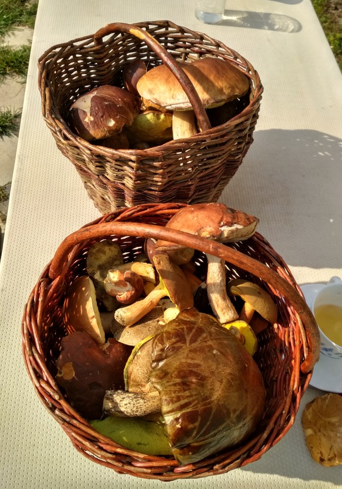 Houbové řízky - nezbytný první krok